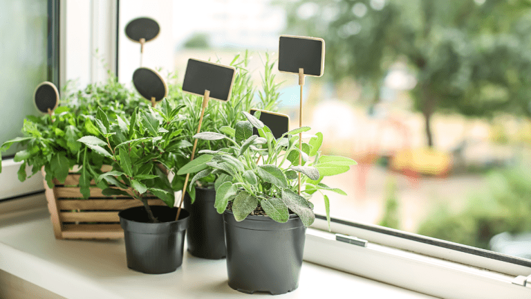 window herbs - Canva
